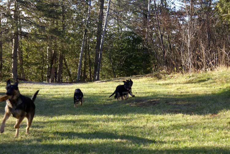 Chiots Femelle Berger allemand - Jessi, Staffel et Blue(qui est a vendre et encore disponible