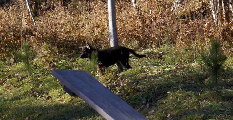 Chiots Femelle Berger allemand - Jessi, Staffel et Blue(qui est a vendre et encore disponible