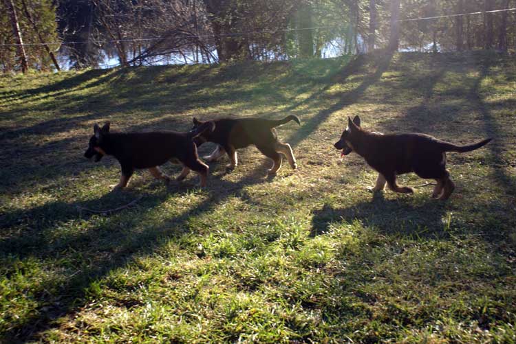 Chiots Femelle Berger allemand - Jessi, Staffel et Blue(qui est a vendre et encore disponible