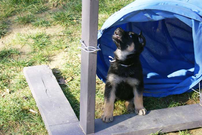Chiot berger Allemand blanc 16 et 17 Octobre 2010