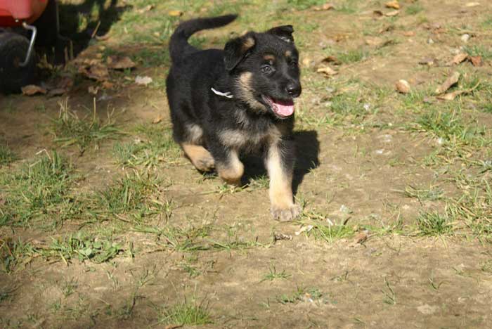 Chiot berger Allemand blanc 16 et 17 Octobre 2010