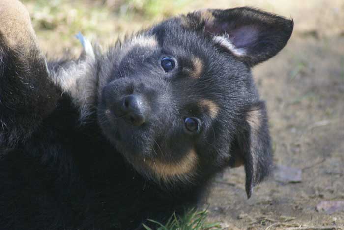 Chiot berger Allemand bleu clair 16 et 17 Octobre 2010