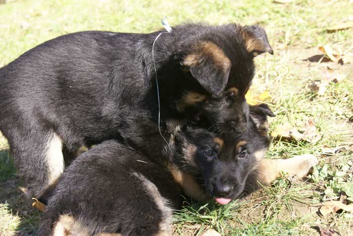 Chiot berger Allemand bleu clair 16 et 17 Octobre 2010