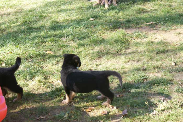 Chiot berger Allemand bleu clair 16 et 17 Octobre 2010