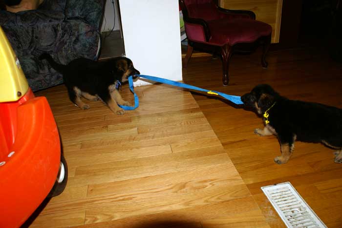 Chiots Berger Allemand - Eleveur de passion de lignées de Champion