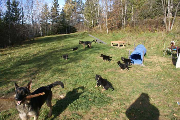 Chiots Berger Allemand - Eleveur de passion de lignées de Champion