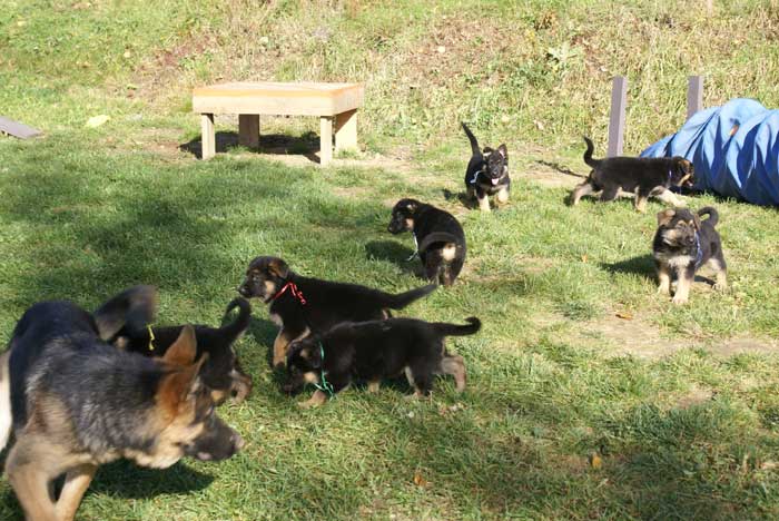 Chiots Berger Allemand - Eleveur de passion de lignées de Champion