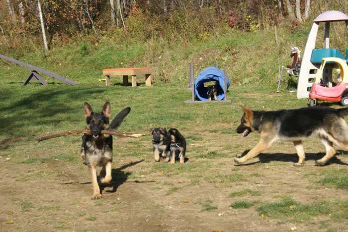 Chiots Berger Allemand - Eleveur de passion de lignées de Champion