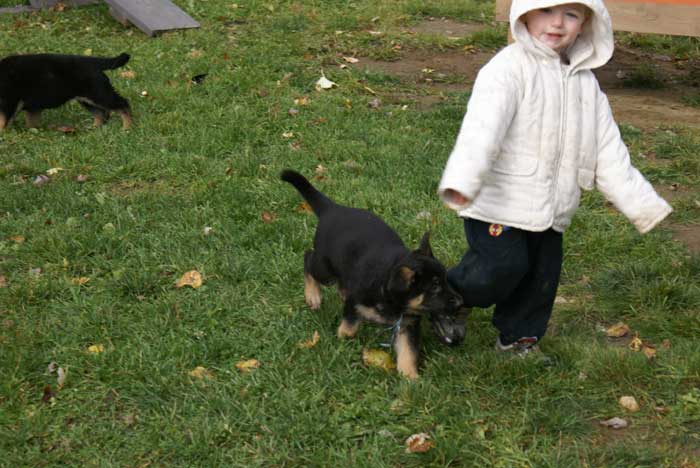 Chiots Berger Allemand - Eleveur de passion de lignées de Champion