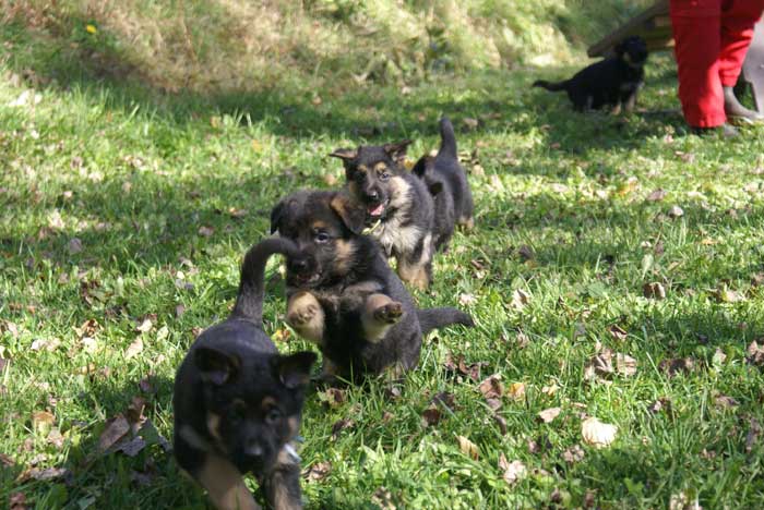 Les chiots en action 11 Octobre 2010 ! Chiots Berger Allemand - Eleveur de passion de lignées de Champion