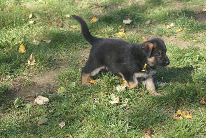 Chiot berger Allemand jaune 16 et 17 Octobre 2010