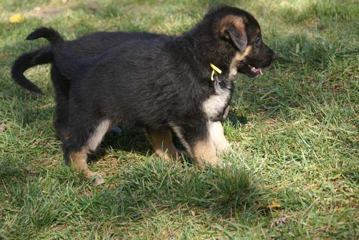 Chiot berger Allemand jaune 16 et 17 Octobre 2010