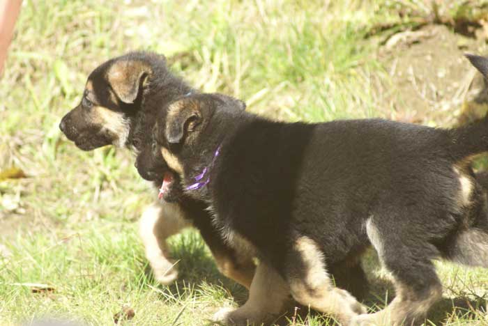 Chiot berger Allemand mauve 16 et 17 Octobre 2010