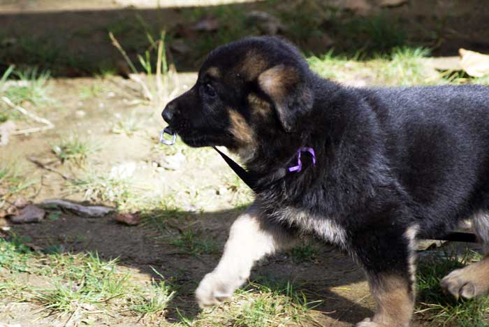 Chiot berger Allemand mauve 16 et 17 Octobre 2010