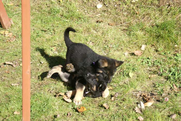 Chiot berger Allemand mauve 16 et 17 Octobre 2010