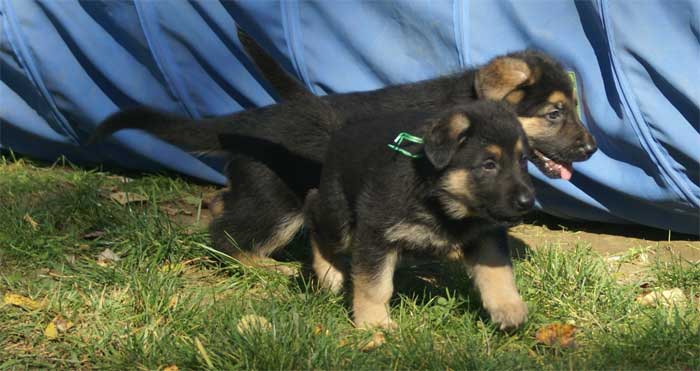 Chiot berger Allemand Vert 16 et 17 Octobre 2010