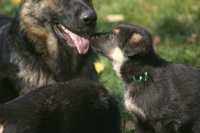 Chiot berger Allemand Vert 16 et 17 Octobre 2010