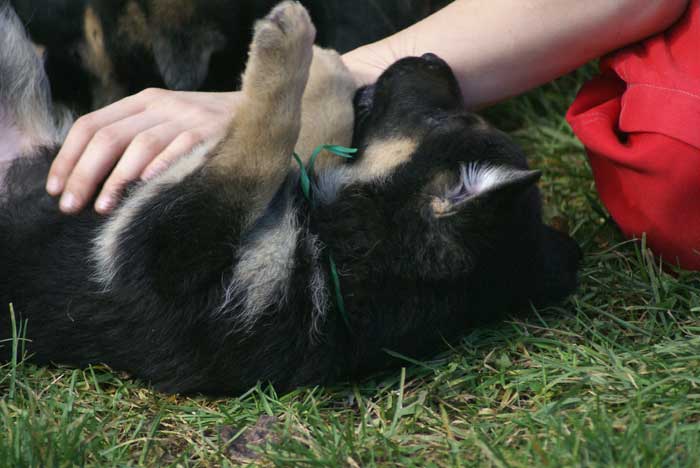 Chiot berger Allemand Vert 16 et 17 Octobre 2010