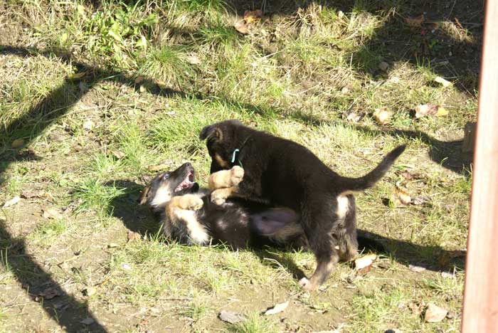 Chiot berger Allemand Vert 16 et 17 Octobre 2010