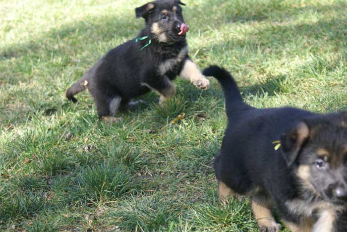 Chiot berger Allemand Vert 16 et 17 Octobre 2010