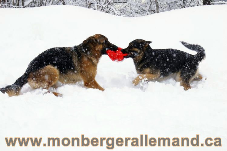 Lady & Vidal 5 Mars 2011 - 2 incroyables berger Allemand