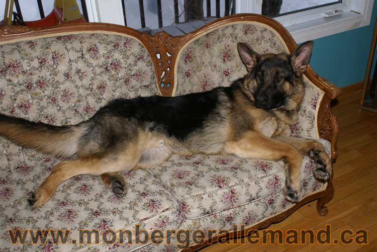 Berger allemand 2011 - OPutaouais, Laurentides, de Montreal a sherbrooke, de l'estrie a la monteregie Québec, Canada