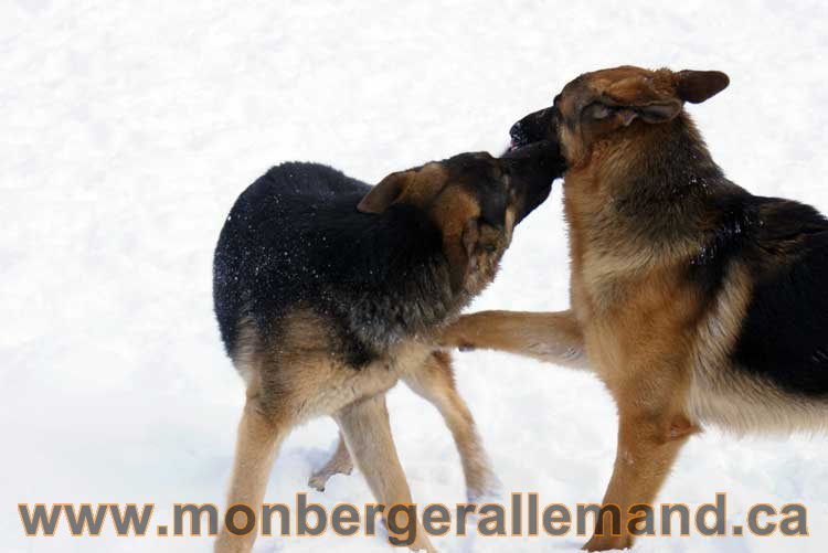 Berger allemand 2011 - OPutaouais, Laurentides, de Montreal a sherbrooke, de l'estrie a la monteregie Québec, Canada