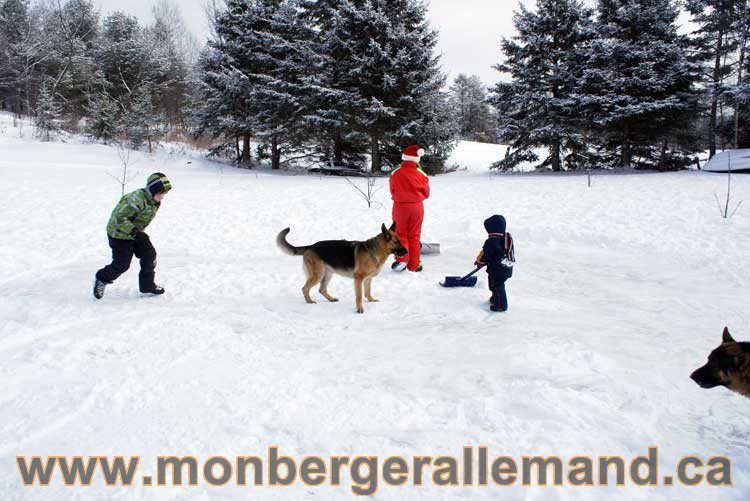 Berger allemand 2011 - OPutaouais, Laurentides, de Montreal a sherbrooke, de l'estrie a la monteregie Québec, Canada