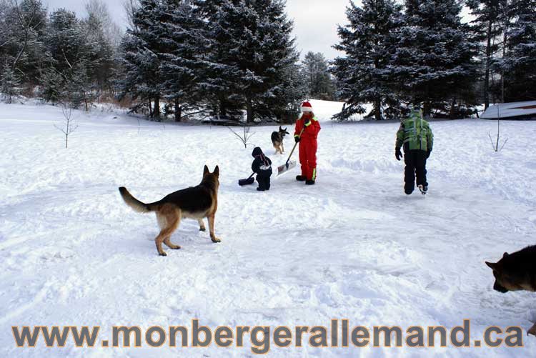 Berger allemand 2011 - OPutaouais, Laurentides, de Montreal a sherbrooke, de l'estrie a la monteregie Québec, Canada