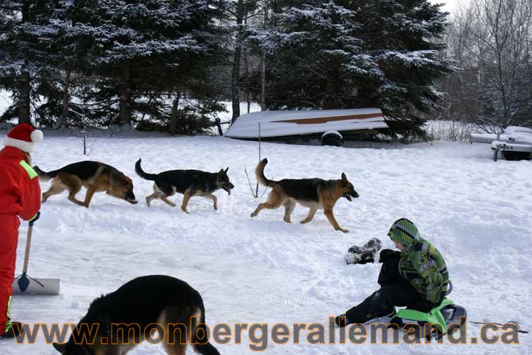 Berger allemand 2011 - OPutaouais, Laurentides, de Montreal a sherbrooke, de l'estrie a la monteregie Québec, Canada