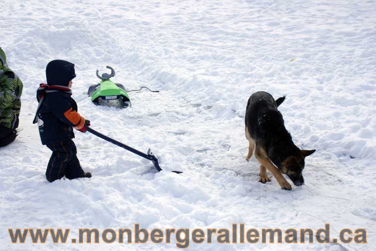 Berger allemand 2011 - OPutaouais, Laurentides, de Montreal a sherbrooke, de l'estrie a la monteregie Québec, Canada