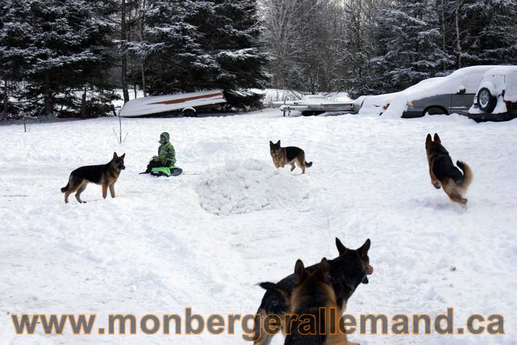 Berger allemand 2011 - OPutaouais, Laurentides, de Montreal a sherbrooke, de l'estrie a la monteregie Québec, Canada