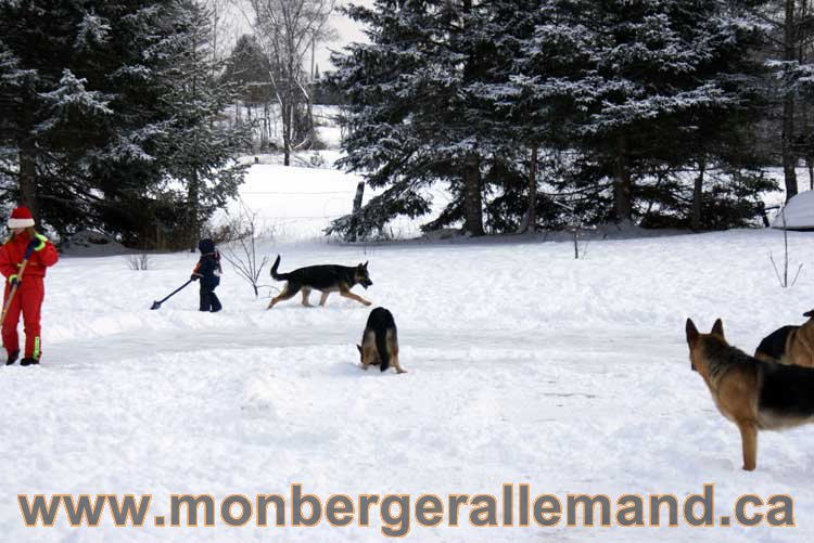 Berger allemand 2011 - OPutaouais, Laurentides, de Montreal a sherbrooke, de l'estrie a la monteregie Québec, Canada
