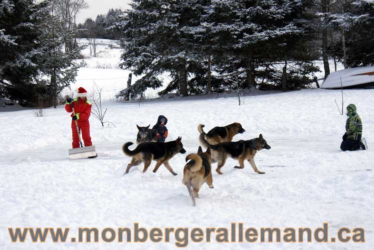 Berger allemand 2011 - OPutaouais, Laurentides, de Montreal a sherbrooke, de l'estrie a la monteregie Québec, Canada
