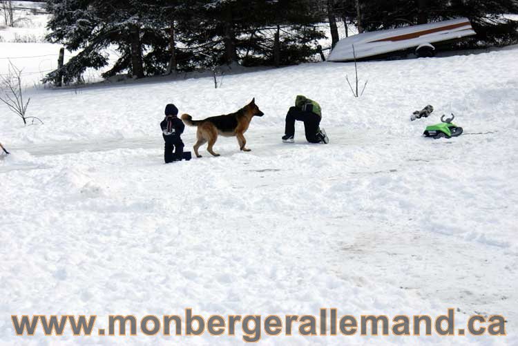 Berger allemand 2011 - OPutaouais, Laurentides, de Montreal a sherbrooke, de l'estrie a la monteregie Québec, Canada