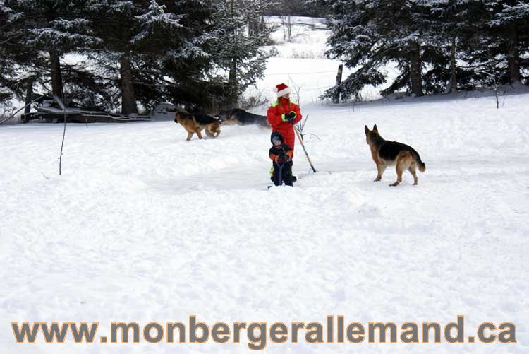 Berger allemand 2011 - OPutaouais, Laurentides, de Montreal a sherbrooke, de l'estrie a la monteregie Québec, Canada