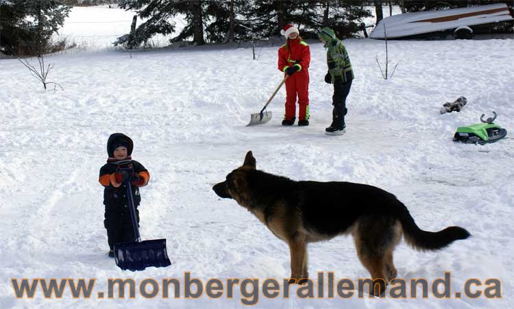Berger allemand 2011 - OPutaouais, Laurentides, de Montreal a sherbrooke, de l'estrie a la monteregie Québec, Canada