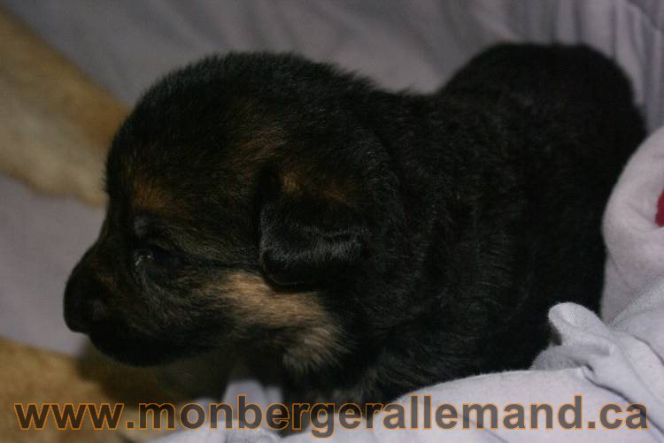 Les chiots a Roxy&nbsp;Il reste 2 chiots disponible sur cette portée